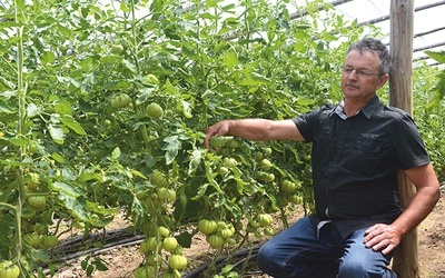 Henryk Kudelski od lat specjalizuje się w uprawie pomidora.