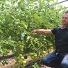 Henryk Kudelski od lat specjalizuje się w uprawie pomidora.