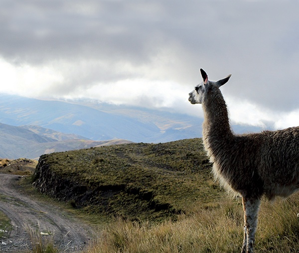 Lama na drodze w Andach