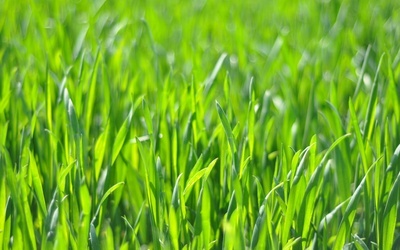 Nobliści za GMO