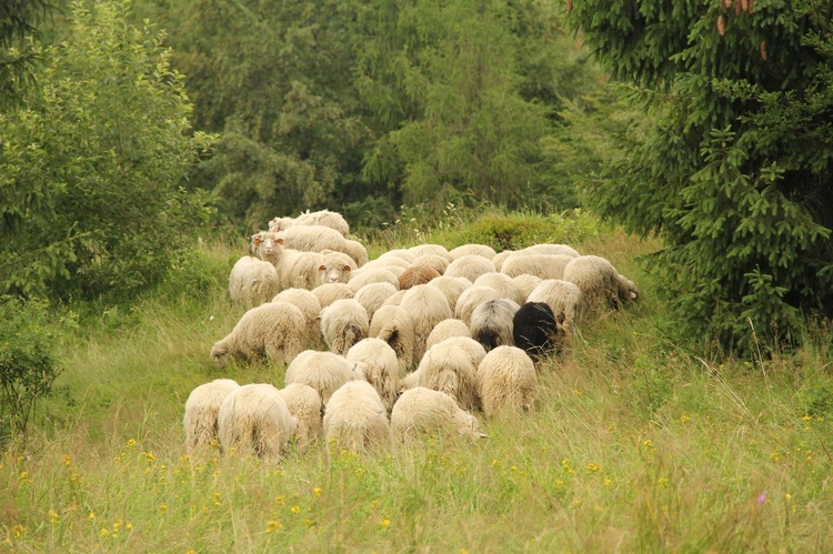 Ochotnica rozpoczęła sezon