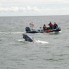 Uratowali wieloryba w Zatoce Gdańskiej