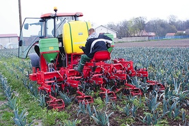 ▼	Sandomierscy plantatorzy niepokoją się o rynek zbytu swoich produktów.  