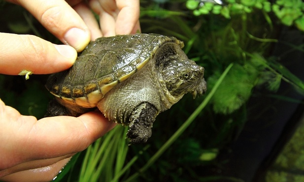 Dorosłe gady mogą stanowić zagrożenie dla środowiska i człowieka