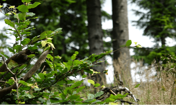 Pobożność? Nie dla ludzi, w ukryciu