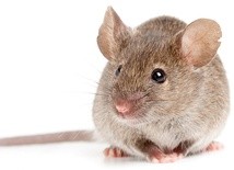Przeprowadzony w USA eksperyment na myszach, które straciły wzrok, przeczy przekonaniu, że uszkodzone, obumarłe komórki nerwowe nie mogą być odbudowane.
