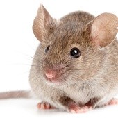 Przeprowadzony w USA eksperyment na myszach, które straciły wzrok, przeczy przekonaniu, że uszkodzone, obumarłe komórki nerwowe nie mogą być odbudowane.
