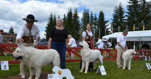 Psie piękności pod Giewontem
