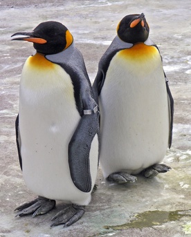 Dwan pingwiny królewskie w zoo w Edynburgu.