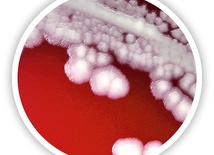 Odmrożone  mikroby