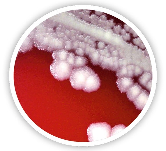 Odmrożone  mikroby