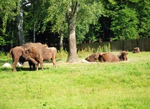 50 młodych żubrów pojawiło się w Bieszczadach