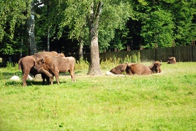 Cielne żubrzyce znikają z śródleśnych łąk