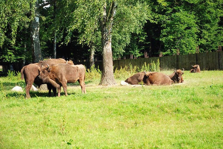 50 młodych żubrów pojawiło się w Bieszczadach