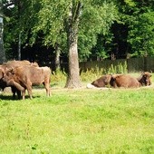 50 młodych żubrów pojawiło się w Bieszczadach