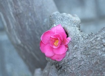 Cóż masz, czego byś nie otrzymał