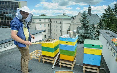 Ks. Tomasz Gałuszka na dachu konwiktu KUL w Lublinie, gdzie hodowane są pszczoły.