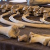 Pokazali kości polskiego nosorożca