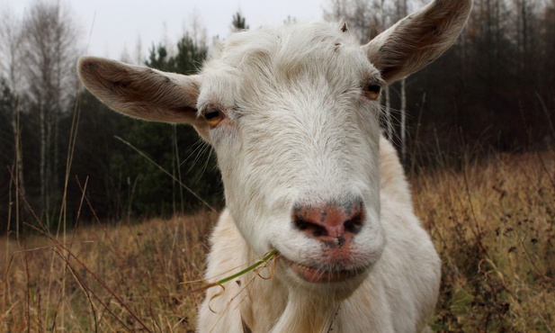 Łódzki magistrat chce oddać trzy kozy, które przebywają pod jego opieką