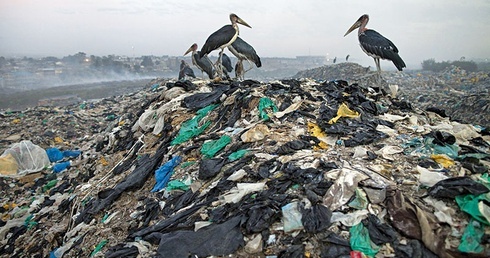 Przedstawiciele niektórych gatunków muszą przyzwyczaić się do jedzenia naszych odpadków, żeby przeżyć.