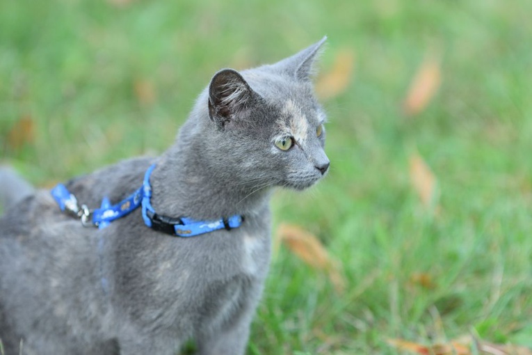 Uczcili wspomnienie św. Franciszka