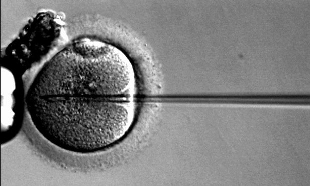 Mordercza pułapka in vitro