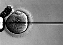 Mordercza pułapka in vitro