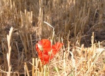 Dziękuje za wierność