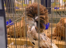 Wystawa gołębi rasowych w Sandomierzu