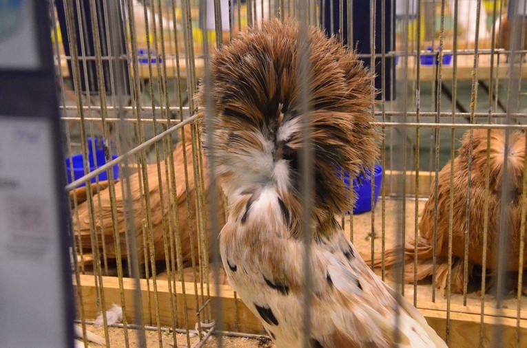 Wystawa gołębi rasowych w Sandomierzu