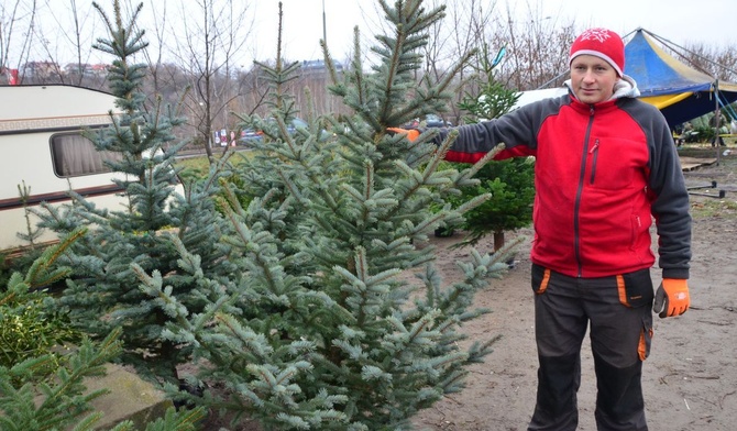 Kup choinkę i bądź eko