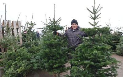 Jaka choinka na święta? 