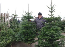 Jaka choinka na święta? 