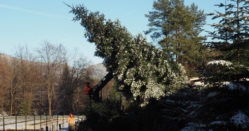 Jodła niepospolita, wręcz pontyfikalna