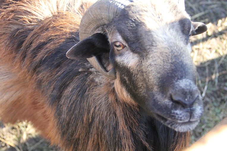 Żywa szopka u bernardynów