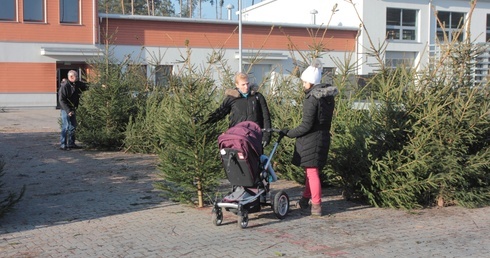 Tutaj rodzą się choinki...