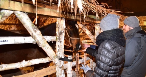 Byk Fernando, kucyk Blanka przy Bożej Dziecinie