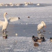 Wisła skuta lodem - zobacz zdjęcia!