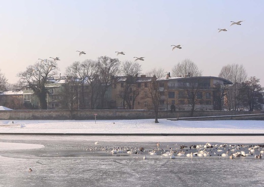 Zamarznięta Wisła w centrum Krakowa