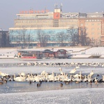 Zamarznięta Wisła w centrum Krakowa