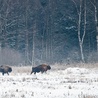 Jak to możliwe, że na żubry się poluje, skoro są one objęte unijną ochroną?