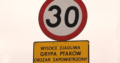 Ptasia grypa - nie ma zagrożenia dla ludzi