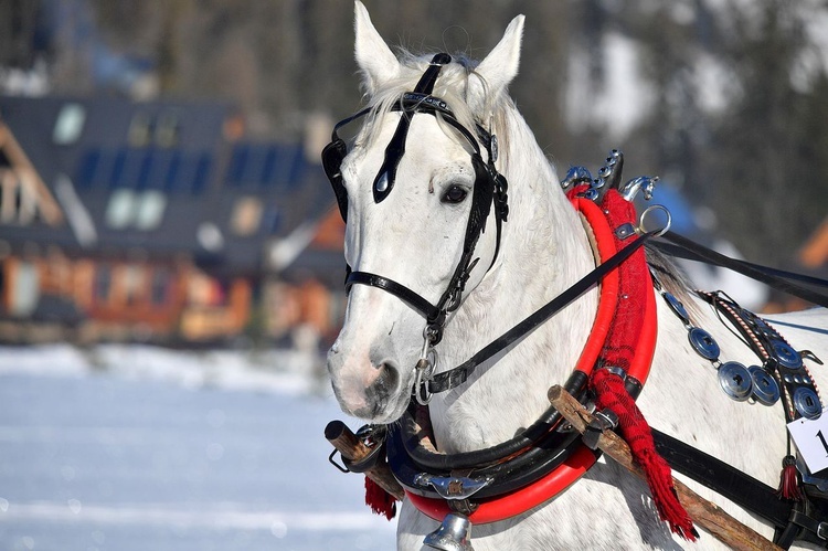 Parada Gazdowska w Małem Cichem