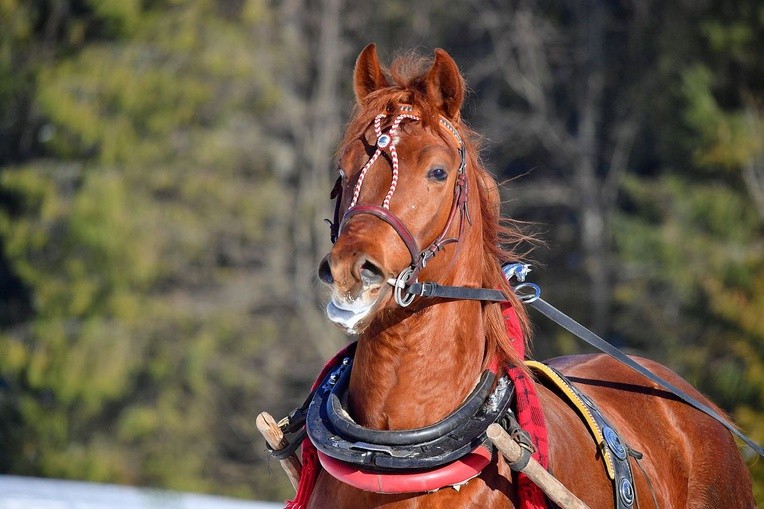 Parada Gazdowska w Małem Cichem