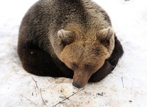 W Bieszczadach obudziły się niedźwiedzie, mogą być groźne