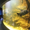 Niektóre z 23 zbiorników akwarium płockiego zoo mają efektowną, zaokrąglona formę.