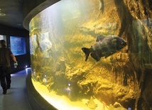 Niektóre z 23 zbiorników akwarium płockiego zoo mają efektowną, zaokrąglona formę.