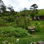 Hobbiton Movie Set - wioska hobbitów w Nowej Zelandii