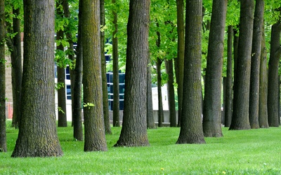Podatnicy zapłacą za drzewa sadzone na prywatnych działkach?