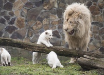 Król lew i małe królewiątka